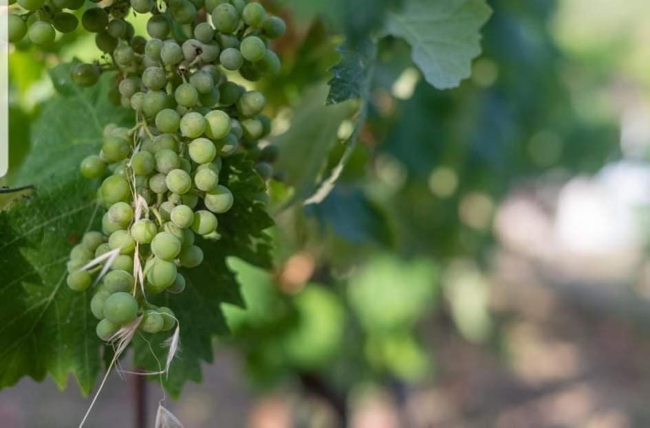 Tenuta Petra Manna Palau Kültér fotó